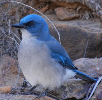 Bluejay Bird